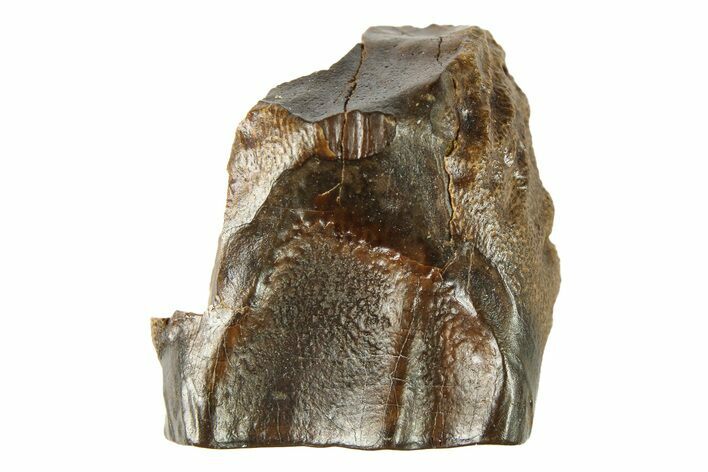 Fossil Dinosaur (Triceratops) Shed Tooth - Montana #284118